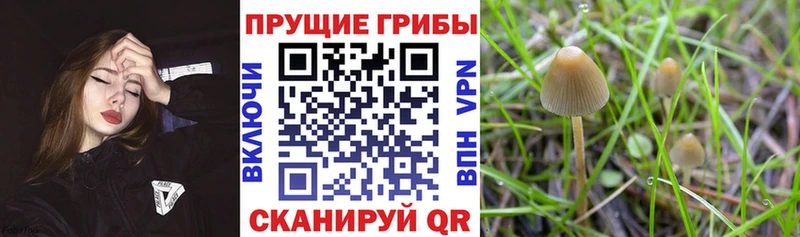 Псилоцибиновые грибы прущие грибы  Купить закладки  Серов 